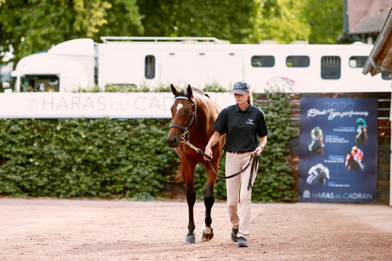 Haras du Cadran - Vente Arqana