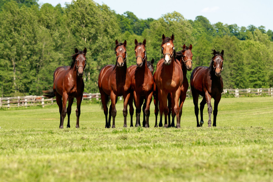 Haras du Cadran 