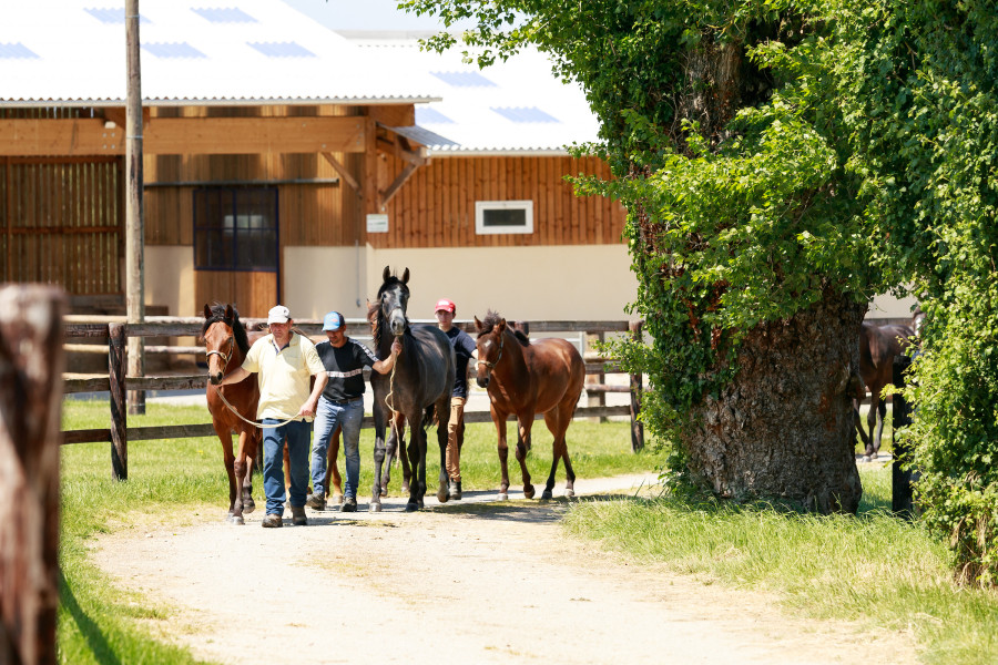 Haras du Cadran 