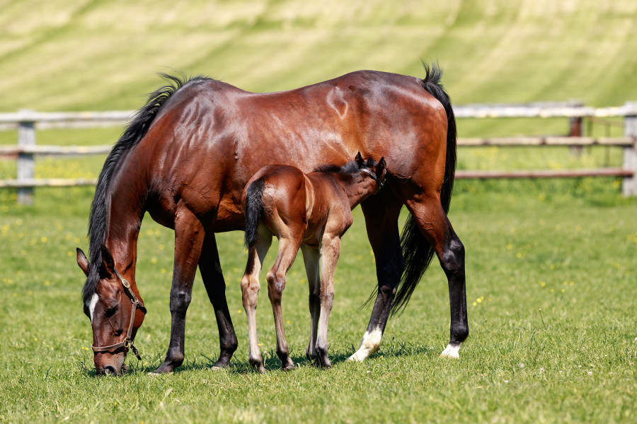 Haras du Cadran - Poulain