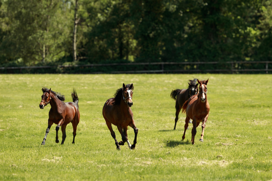 Haras du Cadran 