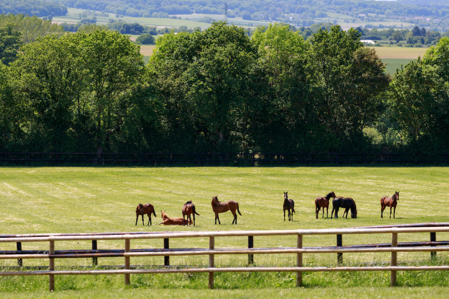 Haras du Cadran 