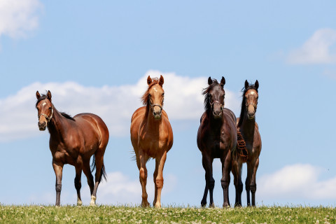 Haras du Cadran 